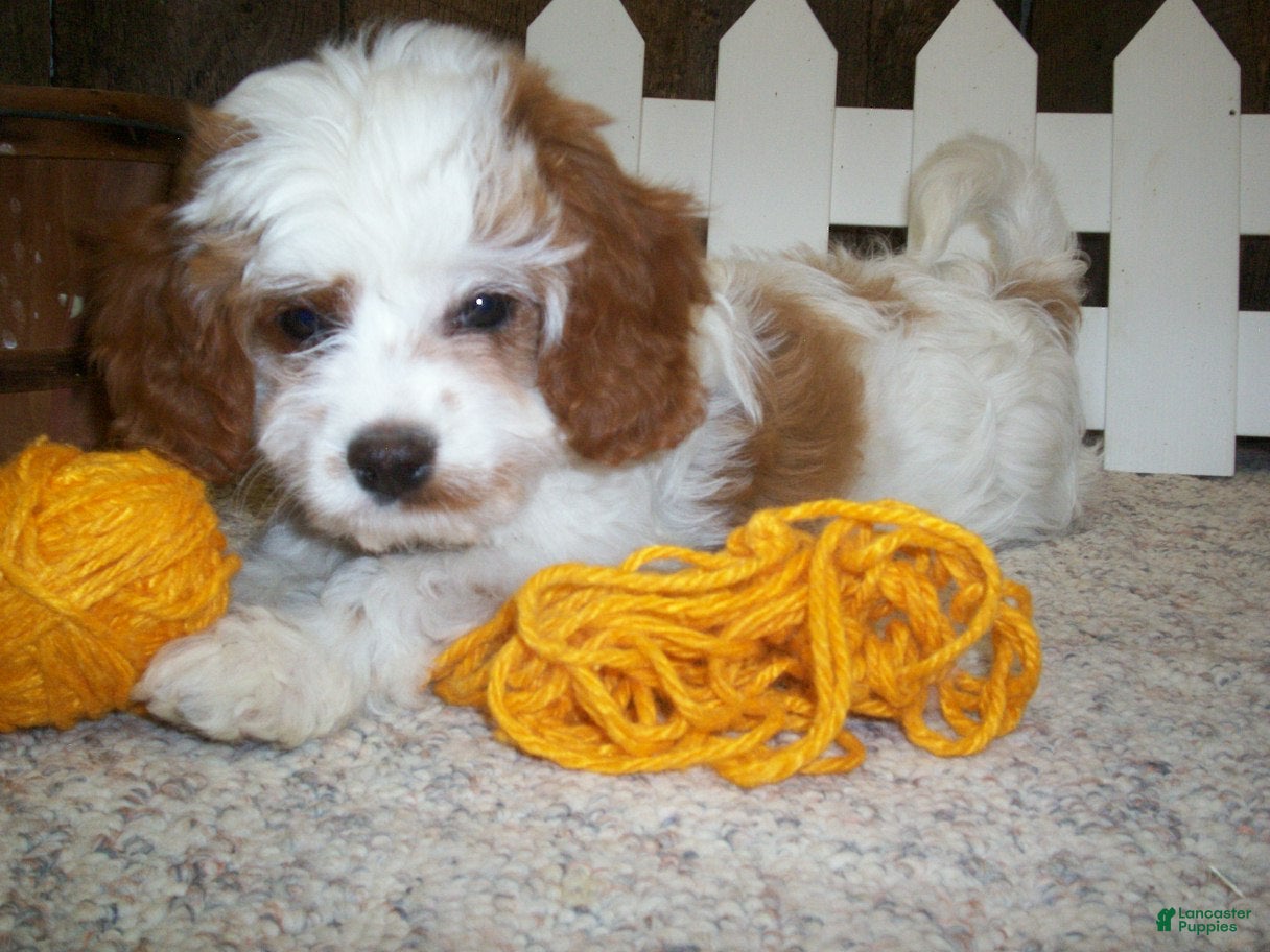 Cavapoo dogs Asher - Ad 1