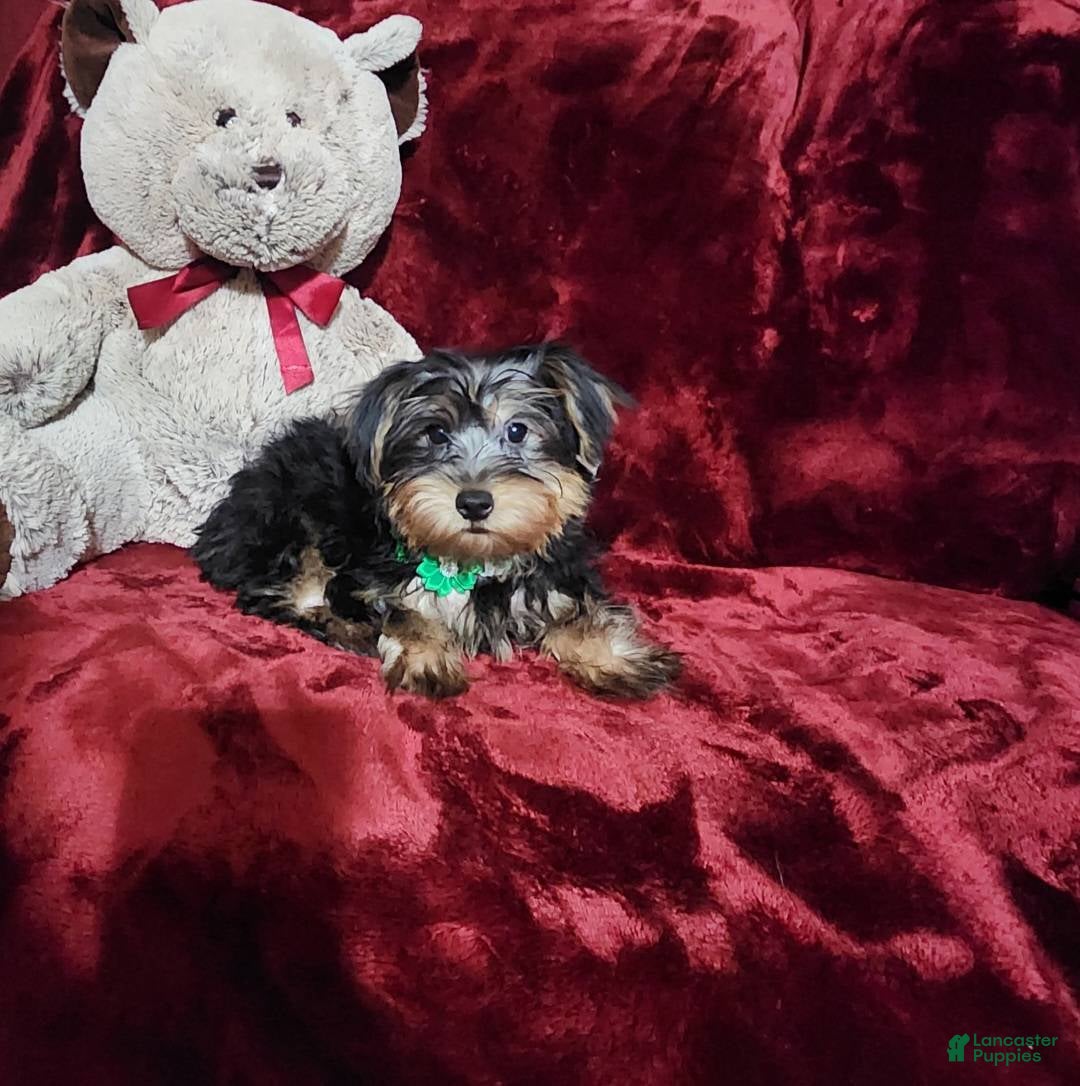 Yorkshire Terrier dogs for sale: BRODY - Ad 8