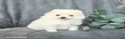 Pomeranian dogs for sale: Snowball - Ad 2