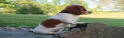 Miniature Dachshund dogs for sale: Amy - Ad 5