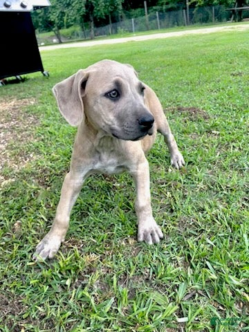 Cane Corso dogs Roxie - Ad 1