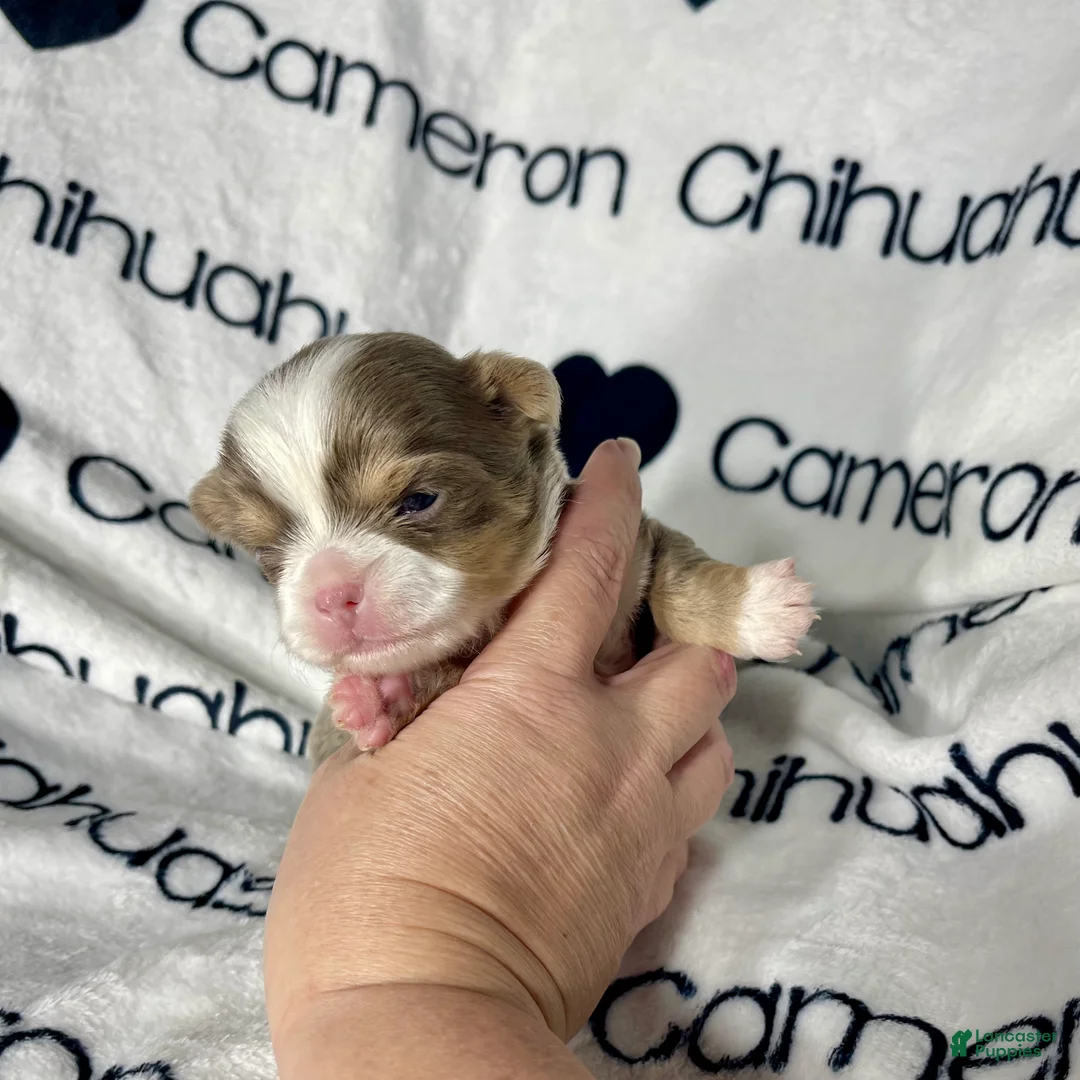 Chihuahua dogs for sale: Graham Lavender Long Coat - Ad 10