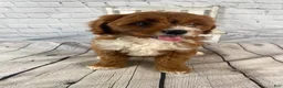 Cavapoo dogs for sale: Sadie - Ad 8