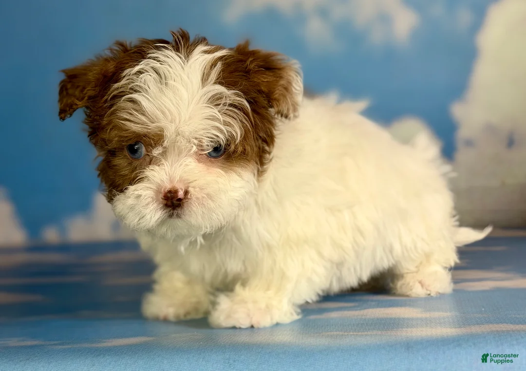 Shihpoo dogs for sale: Blue eyed Billy - Ad 2
