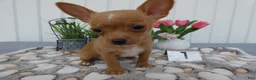 Chihuahua dogs for sale: Chihuahua 1 Winston - Ad 1