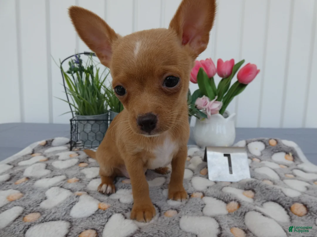 Chihuahua dogs for sale: Chihuahua 1 Winston - Ad 1