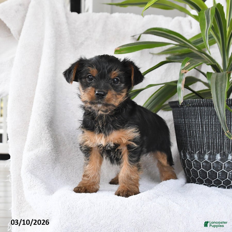 Yorkshire Terrier dogs Pal - Ad 1