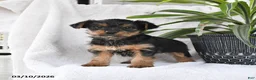 Yorkshire Terrier dogs for sale: Pal - Ad 1