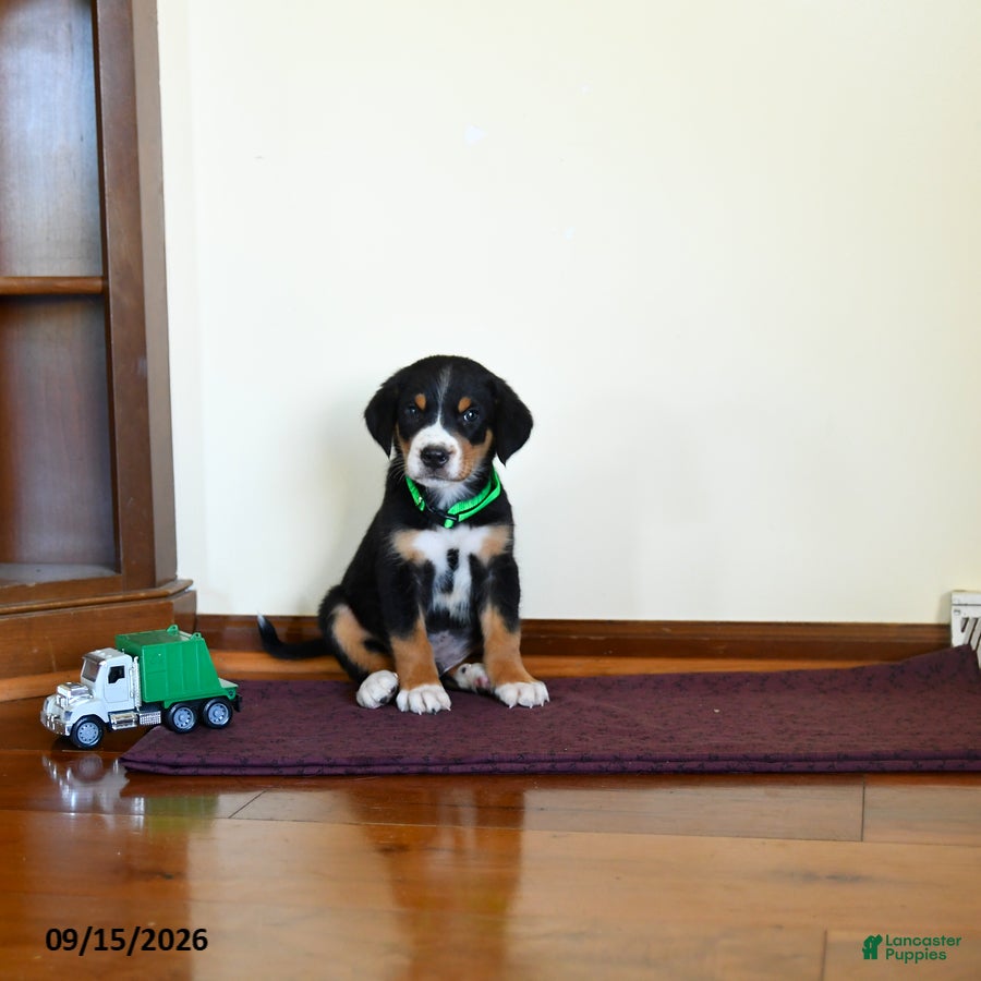 Greater Swiss Mountain Dog dogs Whiskey - Ad 1