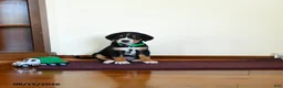 Greater Swiss Mountain Dog dogs for sale: Whiskey - Ad 1