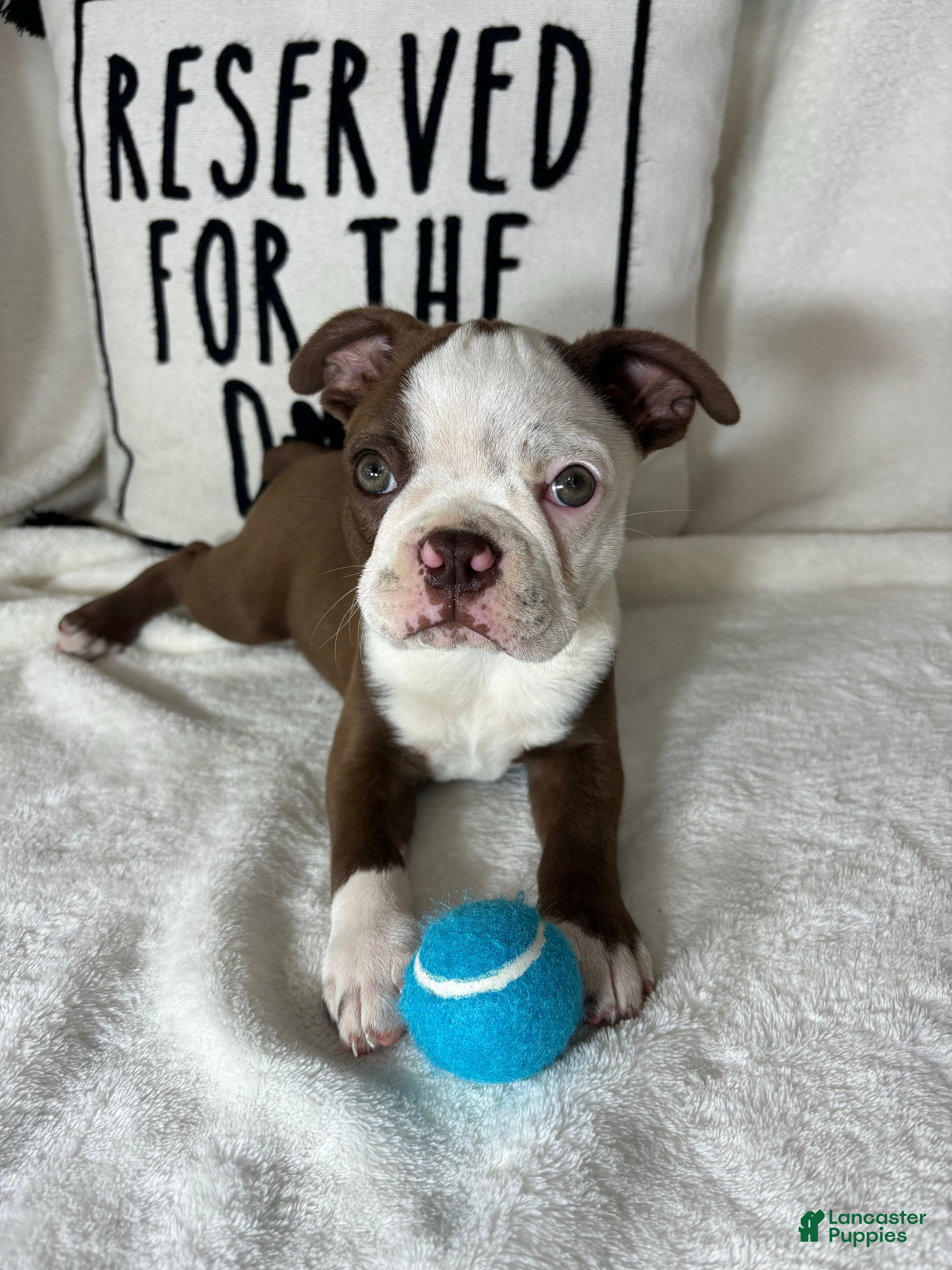 Boston Terrier dogs Butter - Ad 14