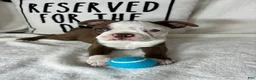 Boston Terrier dogs for sale: Butter - Ad 1