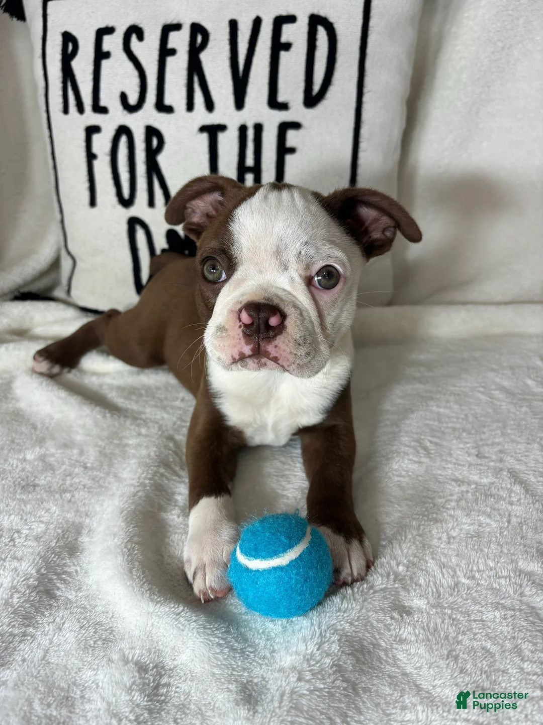 Boston Terrier dogs for sale: Butter - Ad 1