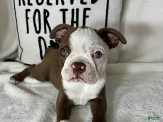 Boston Terrier dogs Butter - Ad 29
