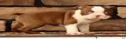 Boston Terrier dogs for sale: Wilbur - Ad 9