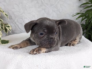 French Bulldog dogs Snickers - Ad 3