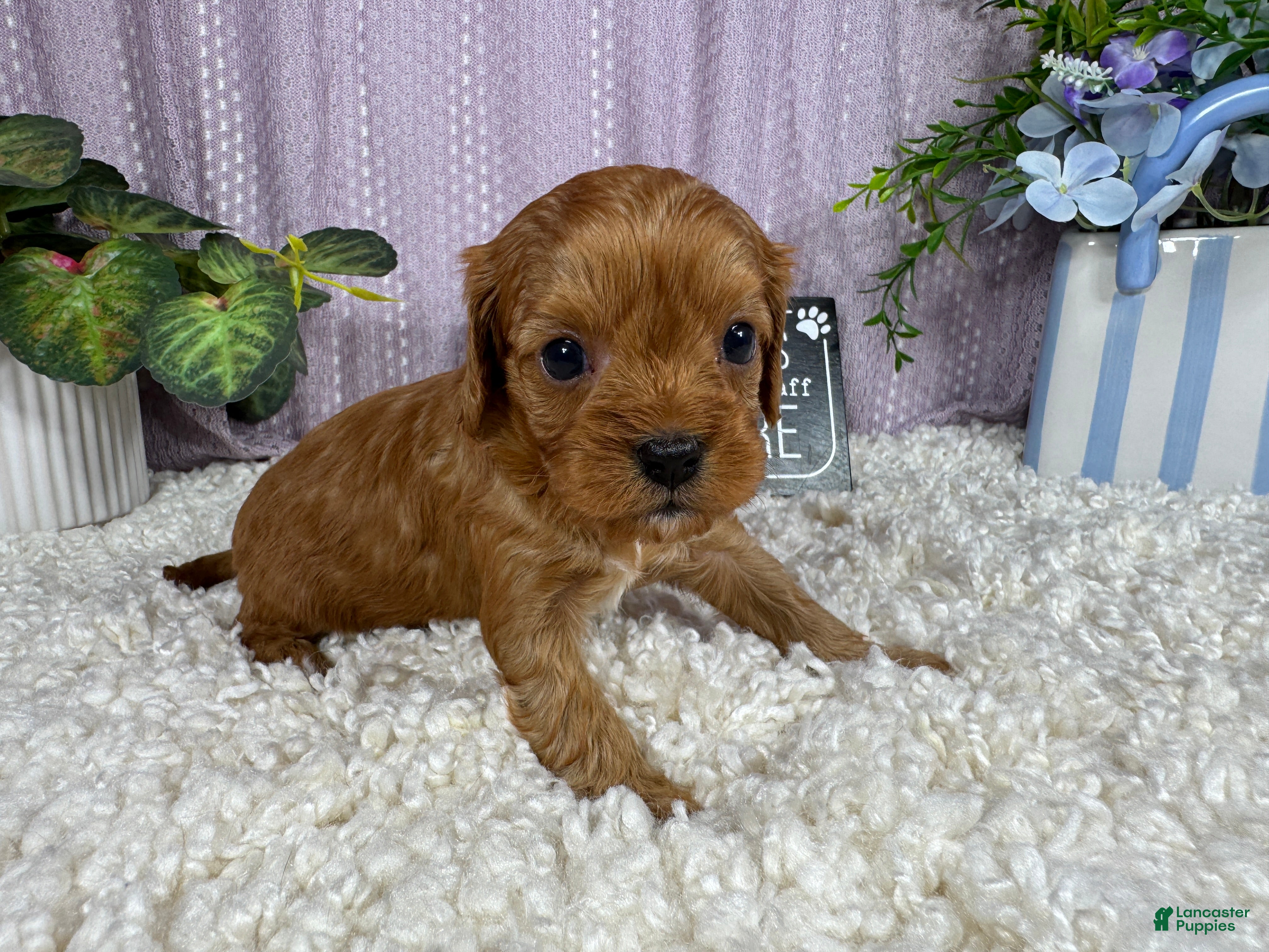 Cavapoo dogs Cavapoo 2 - Ad 28