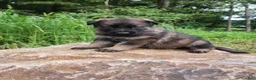 German Shepherd dogs for sale: German Shepherd 12 Taska - Ad 4