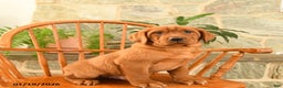 Labrador Retriever dogs for sale: Rusty - Ad 2