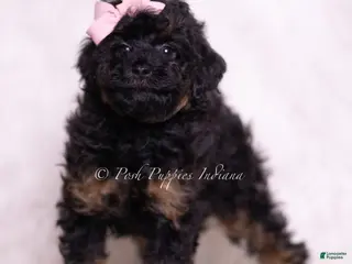 Toy Poodle dogs Dazzle - Ad 41