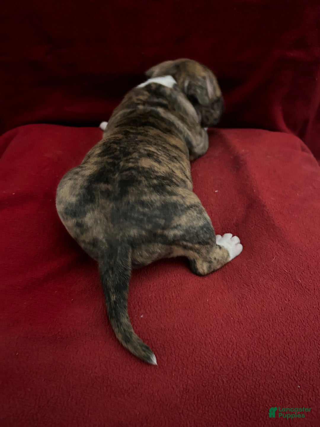 American Bully dogs for sale: American Bully Puppy 3 - Ad 5