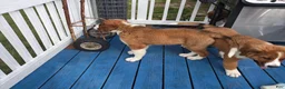 Mixed Breed dogs for sale: Marley - Ad 79