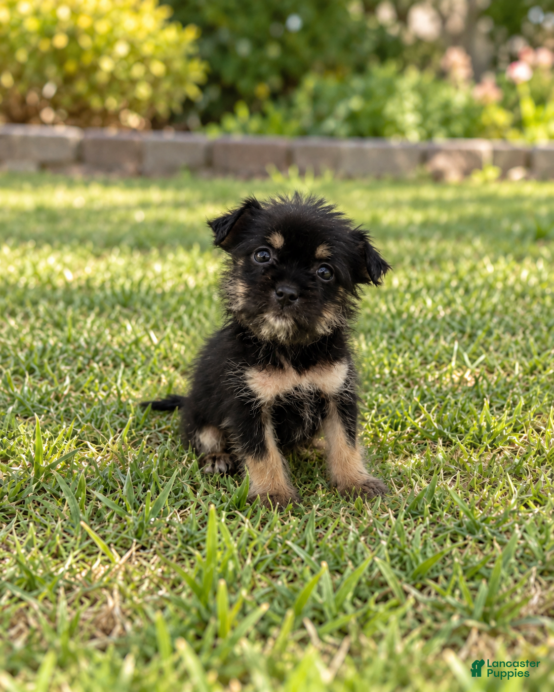 Morkie dogs Benji - Ad 2