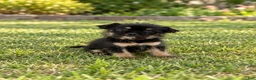 Morkie dogs for sale: Benji - Ad 2
