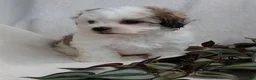 Teddy Bear dogs for sale: Cody - Ad 5