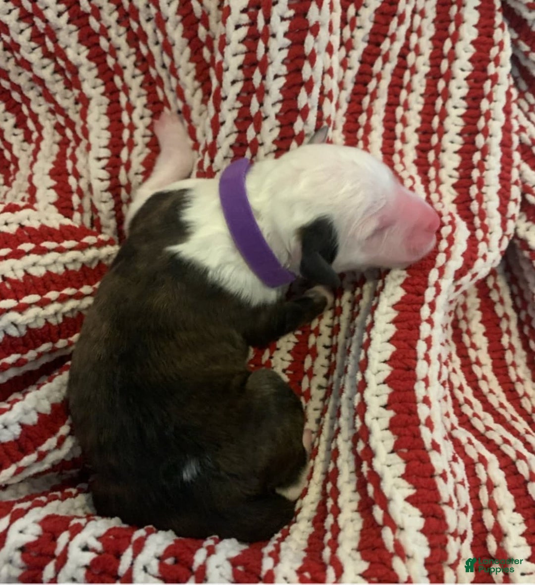 Old English Sheepdog dogs for stud: Old English Sheepdog  - Ad 9