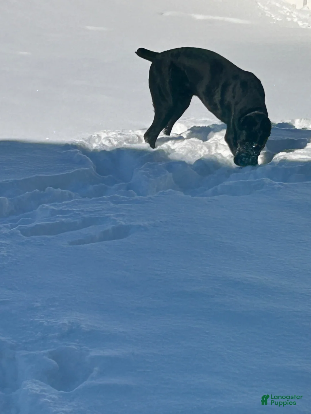 Cane Corso dogs for sale: Bash  - Ad 2