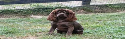 Cockapoo dogs for sale: Hudson - Ad 8