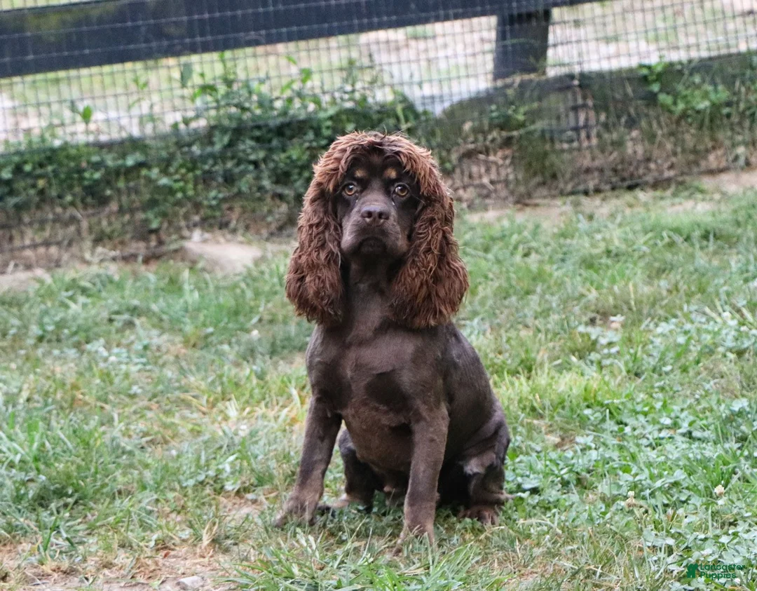 Cockapoo dogs for sale: Hudson - Ad 8