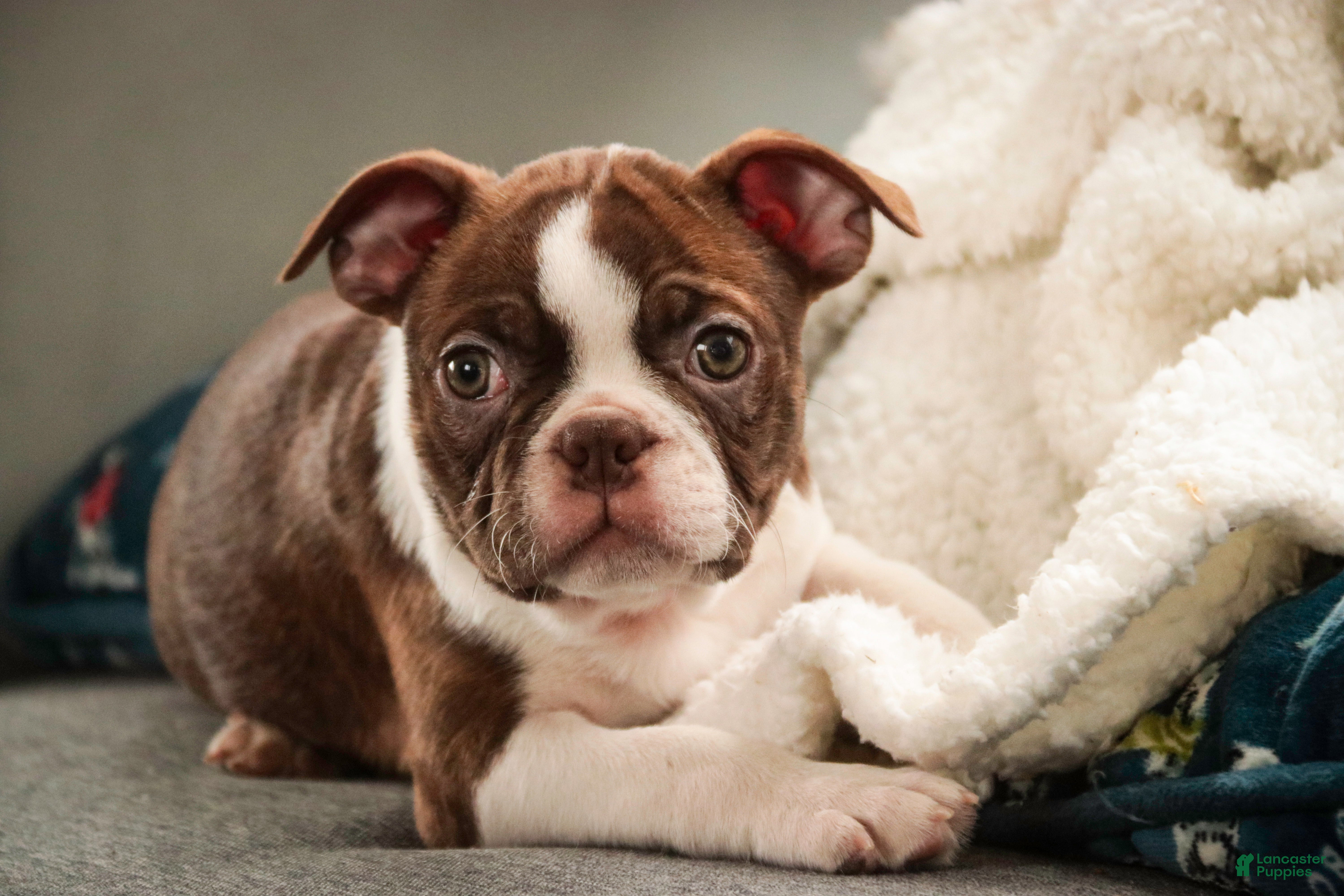 Boston Terrier dogs Kade - Ad 3