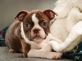 Boston Terrier dogs Kade - Ad 3