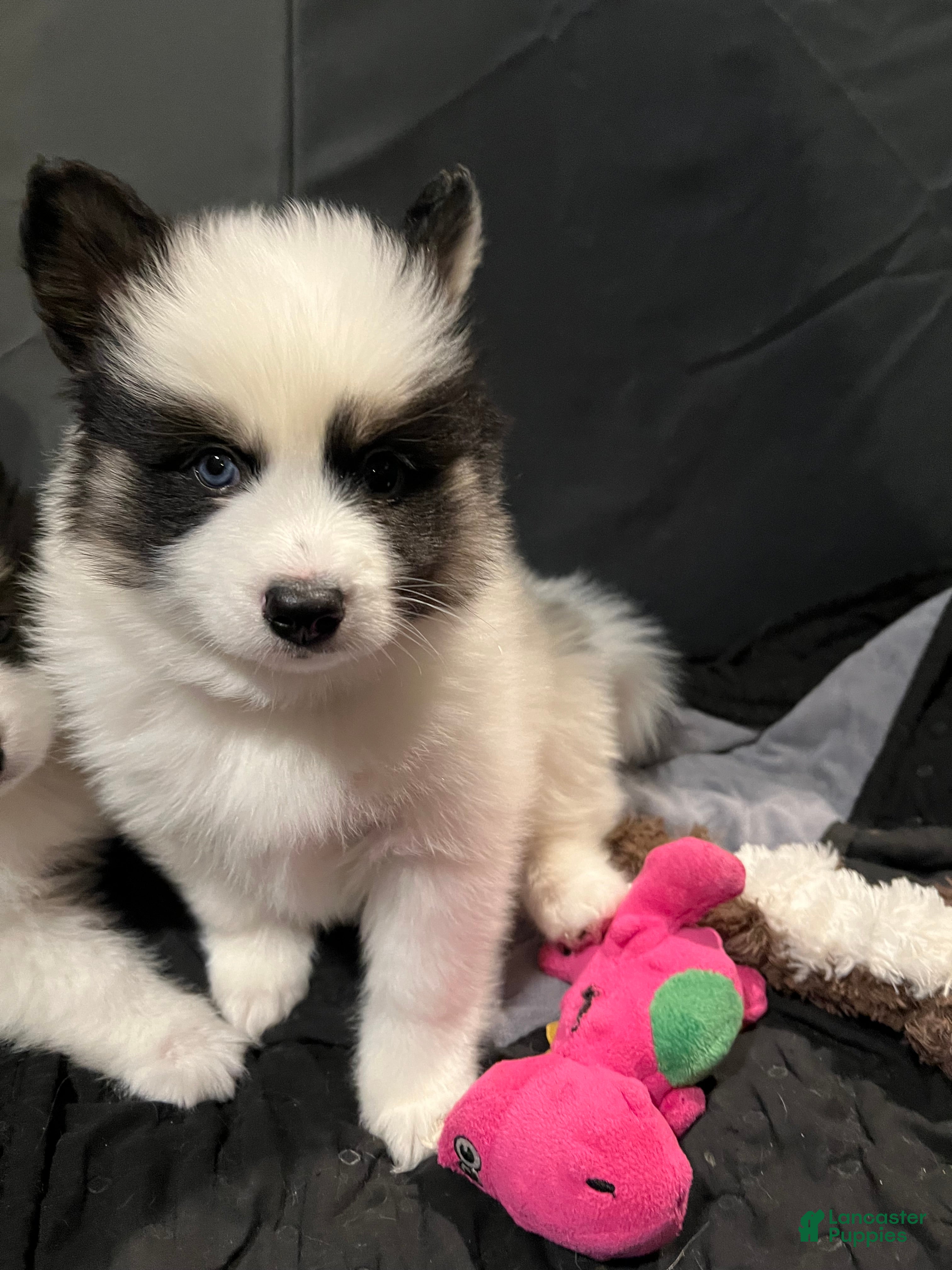 Pomsky dogs Pomsky Puppy 2 - Ad 6