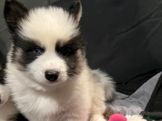 Pomsky dogs Pomsky Puppy 2 - Ad 7