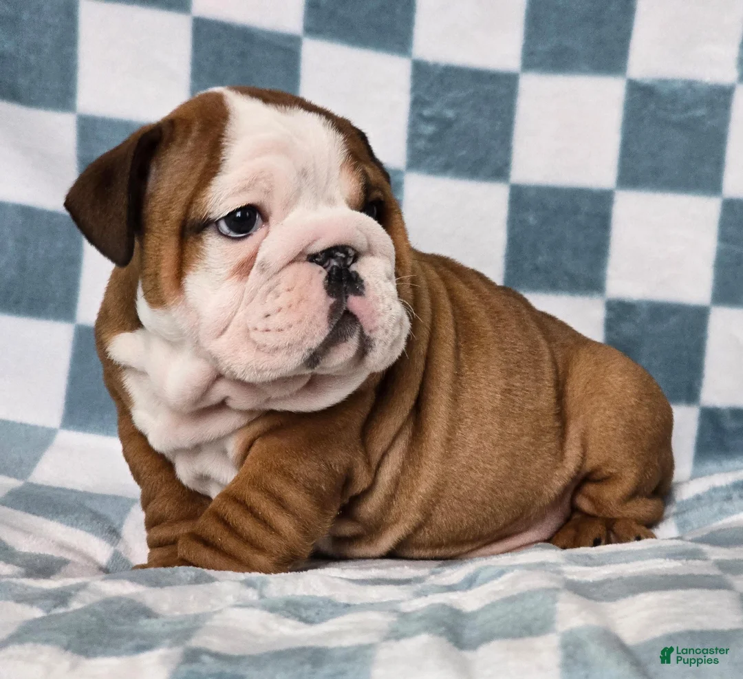 English Bulldog dogs for sale: Rex - Ad 1