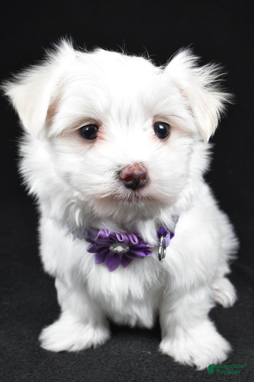 Maltese dogs for sale: Angie - Ad 6