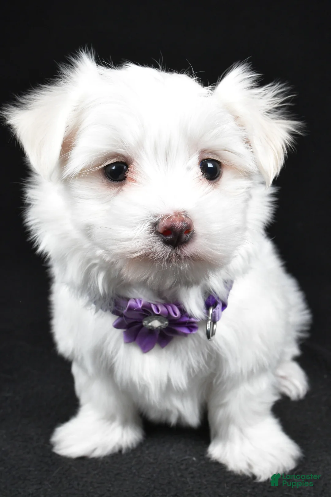 Maltese dogs for sale: Angie - Ad 6
