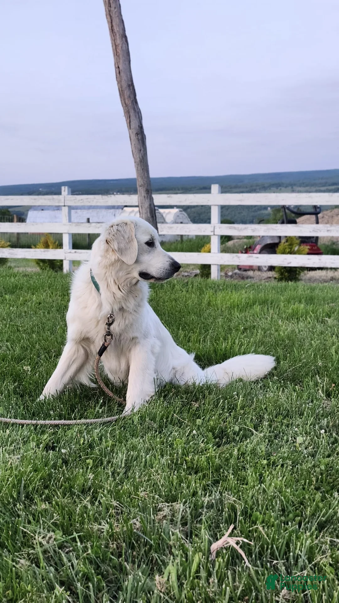 Golden Retriever dogs for sale: Mitchell  - Ad 5