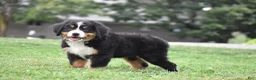 Bernese Mountain Dog dogs for sale: Princess - Ad 6