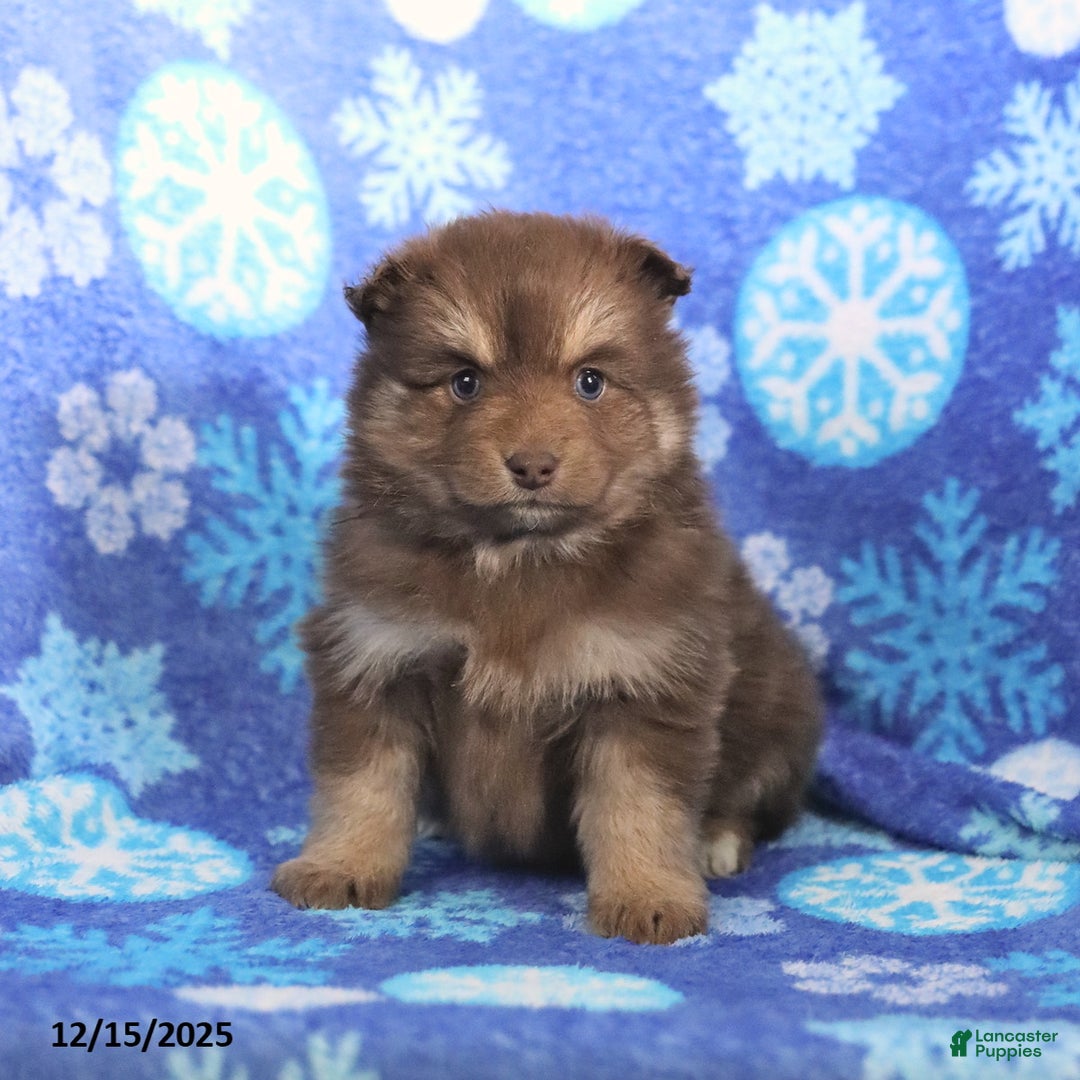 Pomsky dogs for sale: Fluffy - Ad 4