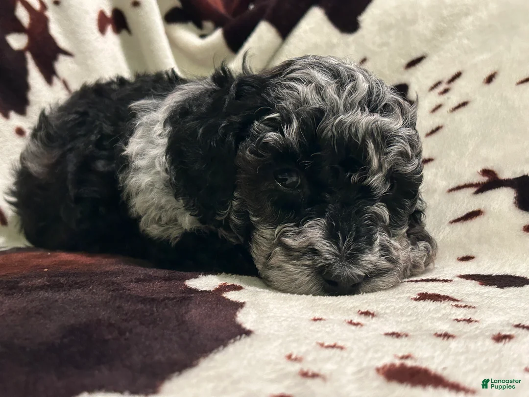 Labradoodle dogs for sale: Willow - Ad 2