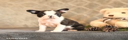 Boston Terrier dogs for sale: Noel - Ad 2