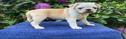 Pug dogs for sale: Dusty  - Ad 3