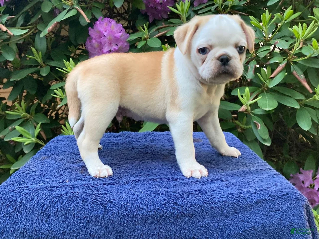 Pug dogs for sale: Duke  - Ad 3