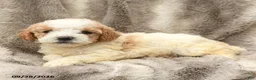 Miniature Poodle dogs for sale: Matt   - Ad 4