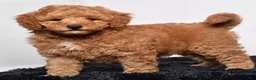 Mini Goldendoodle dogs for sale: Rex - Ad 2