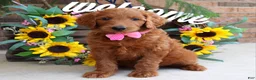 Goldendoodle dogs for sale: Riley - Ad 3